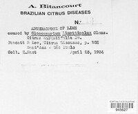 Colletotrichum limetticola image